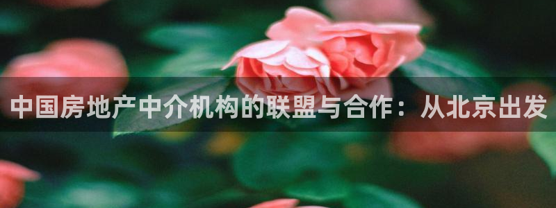风暴娱乐主管是谁：中国房地产中介机构的联盟与合作：从北京出发