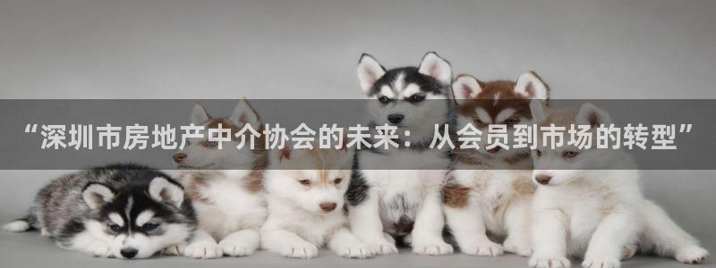 风暴娱乐自动挂：“深圳市房地产中介协会的未来：从会员到市场的