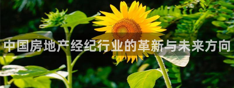 风暴大厅娱乐：中国房地产经纪行业的革新与未来方向